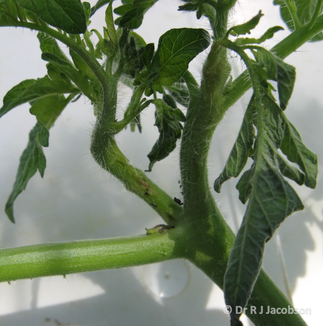 Damaged growing point caused by Tuta absoluta. Copyright of Dr R J Jacobson (RJC Ltd).
